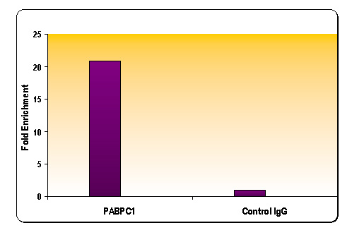 RNA pol II CTD phospho Ser5 antibody (pAb) tested by ChIP.
