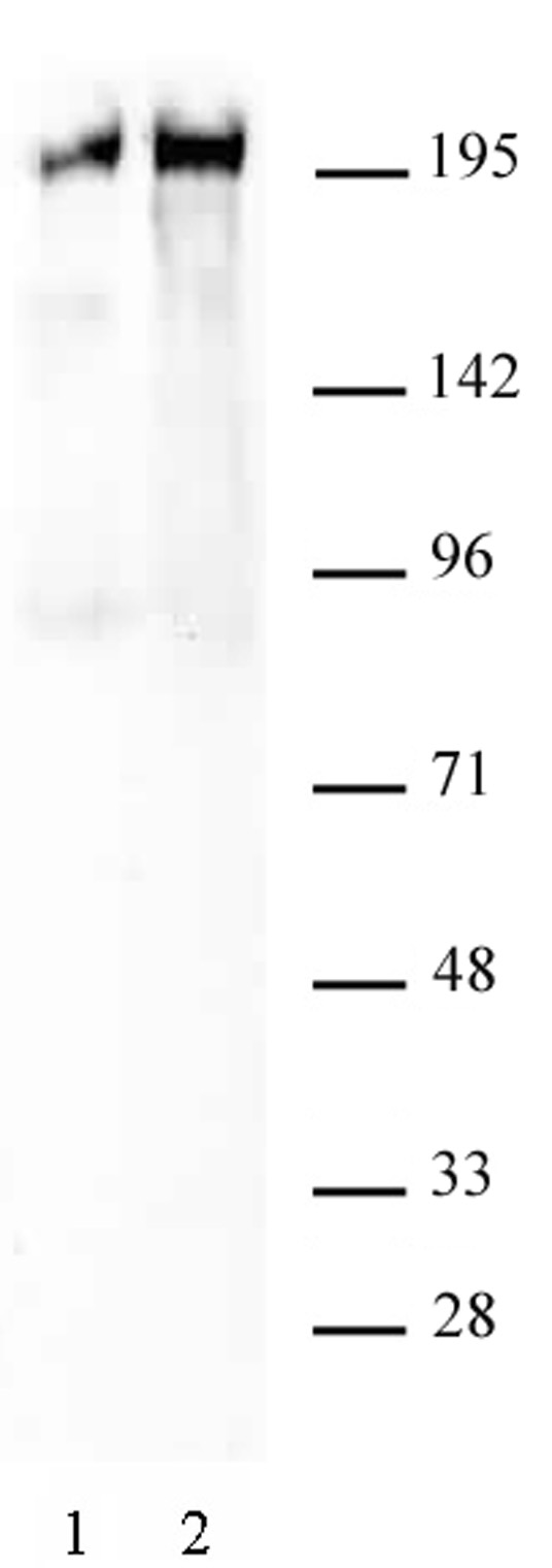 RNA pol II CTD phospho Ser5 antibody (pAb) tested by Western blot.
