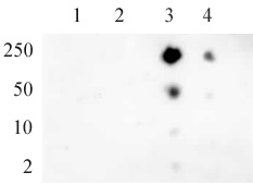 RNA pol II CTD phospho Ser5 antibody (pAb) tested by dot blot analysis.