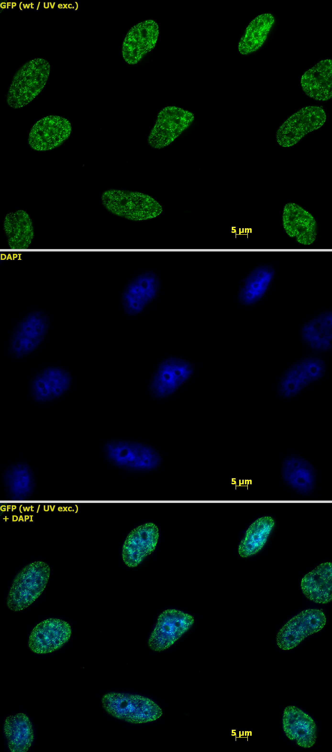 Histone H3K9me2 antibody (pAb) tested by immunofluorescence.