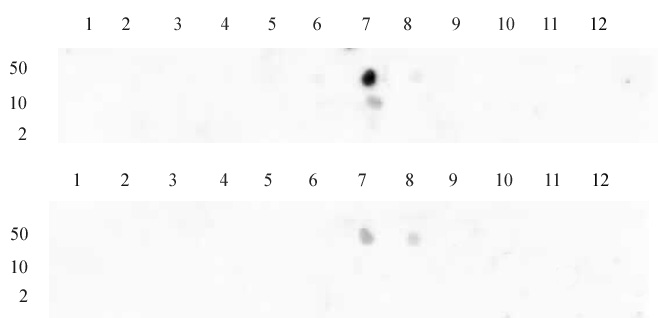 Histone H3K9me2 antibody (pAb) tested by dot blot analysis.