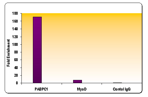 Histone H3K18ac antibody (pAb) tested by ChIP.