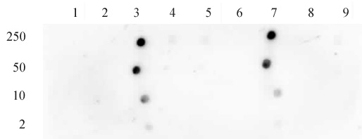Histone H3K18ac antibody (pAb) tested by dot blot analysis.