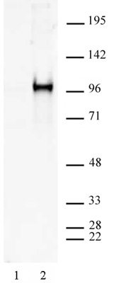 Sp1 phospho Ser101 antibody (pAb) tested by Western blot.