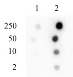 Sp1 phospho Ser101 antibody (pAb) tested by dot blot analysis.