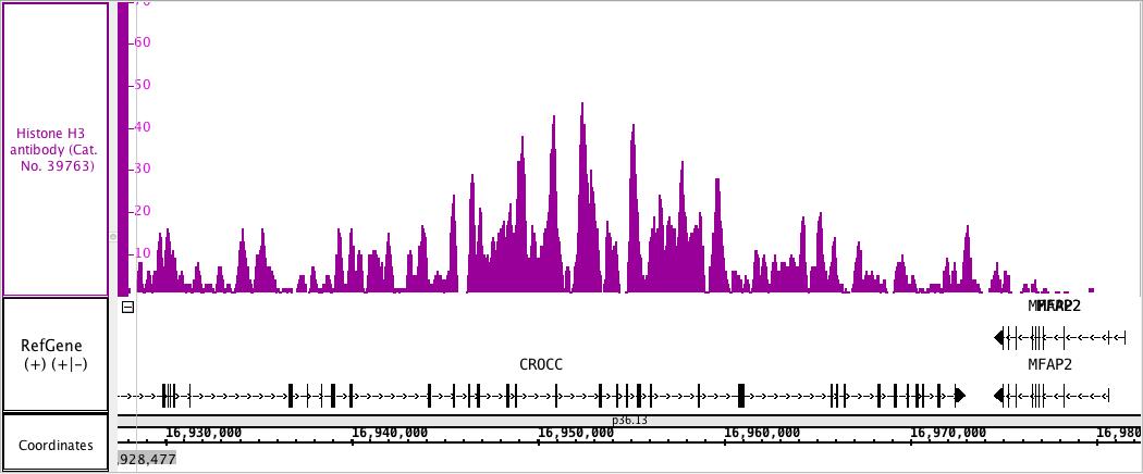 Histone H3 antibody (mAb) tested by ChIP-Seq.