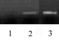 Histone H3 antibody (mAb) tested by ChIP.