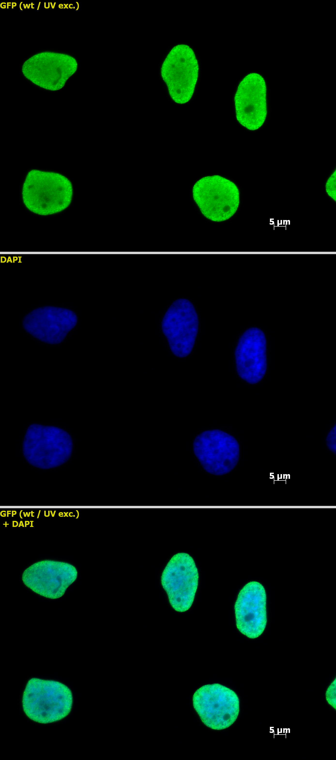 Histone H3 antibody (mAb) tested by immunofluorescence.