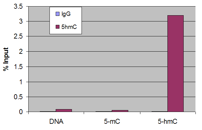 5hmC Dot blot.