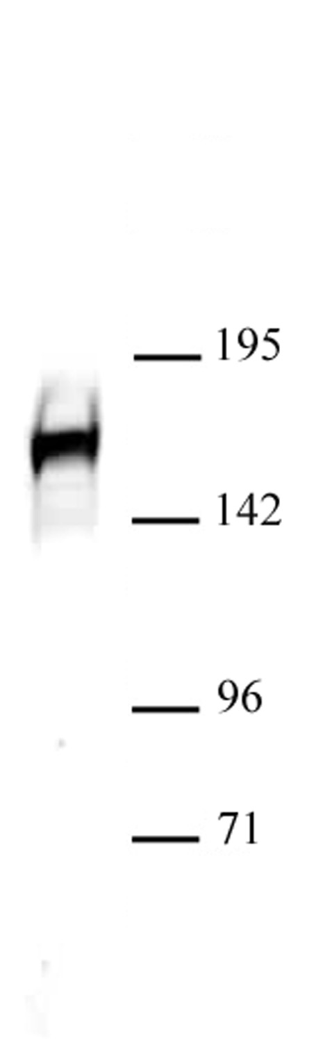 Drosha antibody (pAb) tested by Western blot.