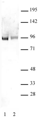 Sp1 non-phospho antibody (pAb) tested by Western blot.