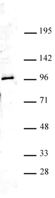 Ago4 antibody (pAb) tested by Western blot.