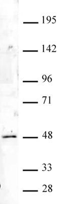 HOXA9 antibody (pAb) tested by Western blot.