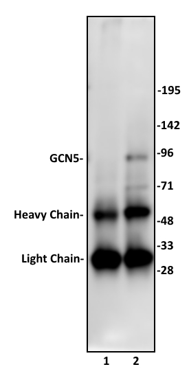 GCN5 antibody (pAb) tested by immunoprecipitation.