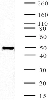HNF-3α / FOXA1 antibody (mAb) tested by Western blot.