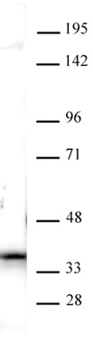 Nucleophosmin antibody (pAb) tested by Western blot.