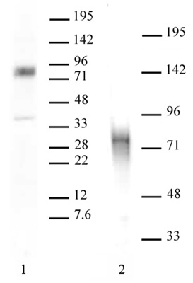 MBD1 antibody (pAb) tested by Western blot.