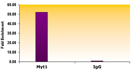 Suz12 antibody (mAb) tested by ChIP.