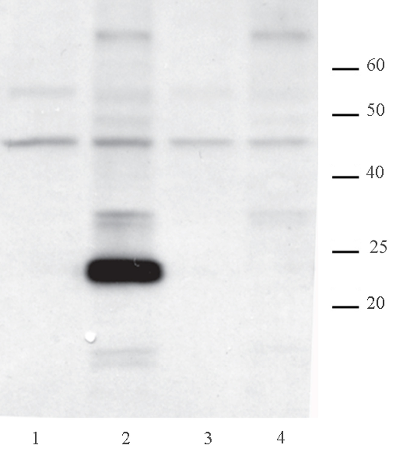 AID antibody (mAb) tested by Western blot.
