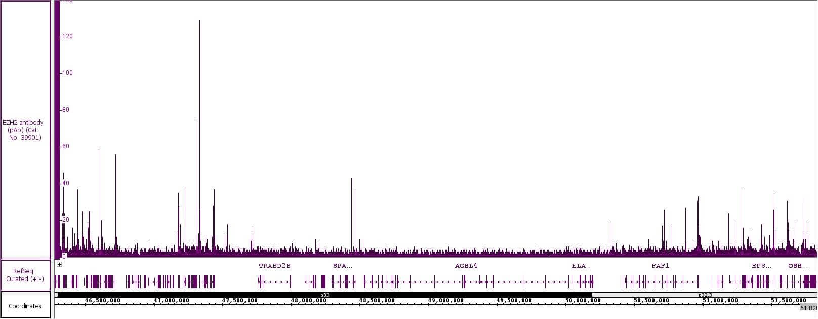 EZH2 antibody (rAb) tested by CUT&RUN