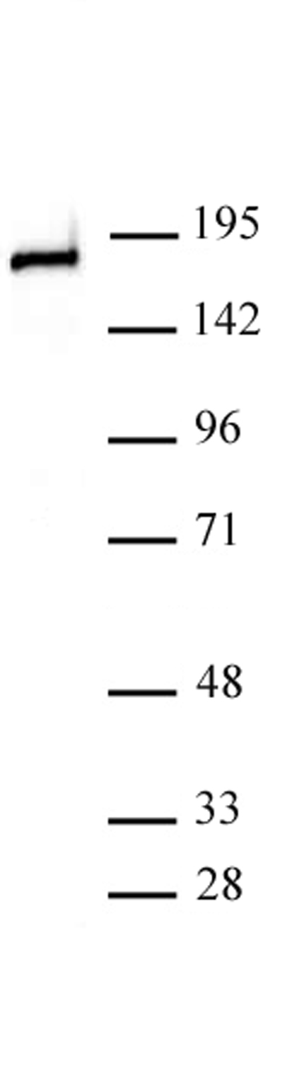 DNMT1 antibody (pAb) tested by Western blot.