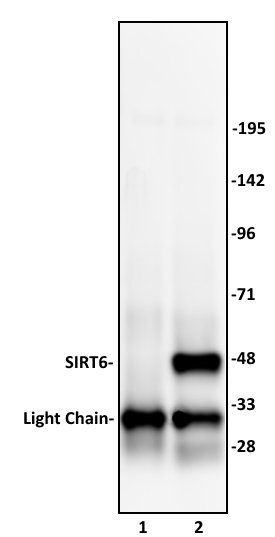 SIRT6 antibody (pAb) tested by immunoprecipitation.