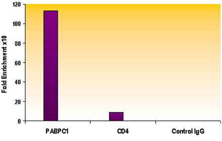 Histone H3K9ac antibody (pAb) tested by ChIP.