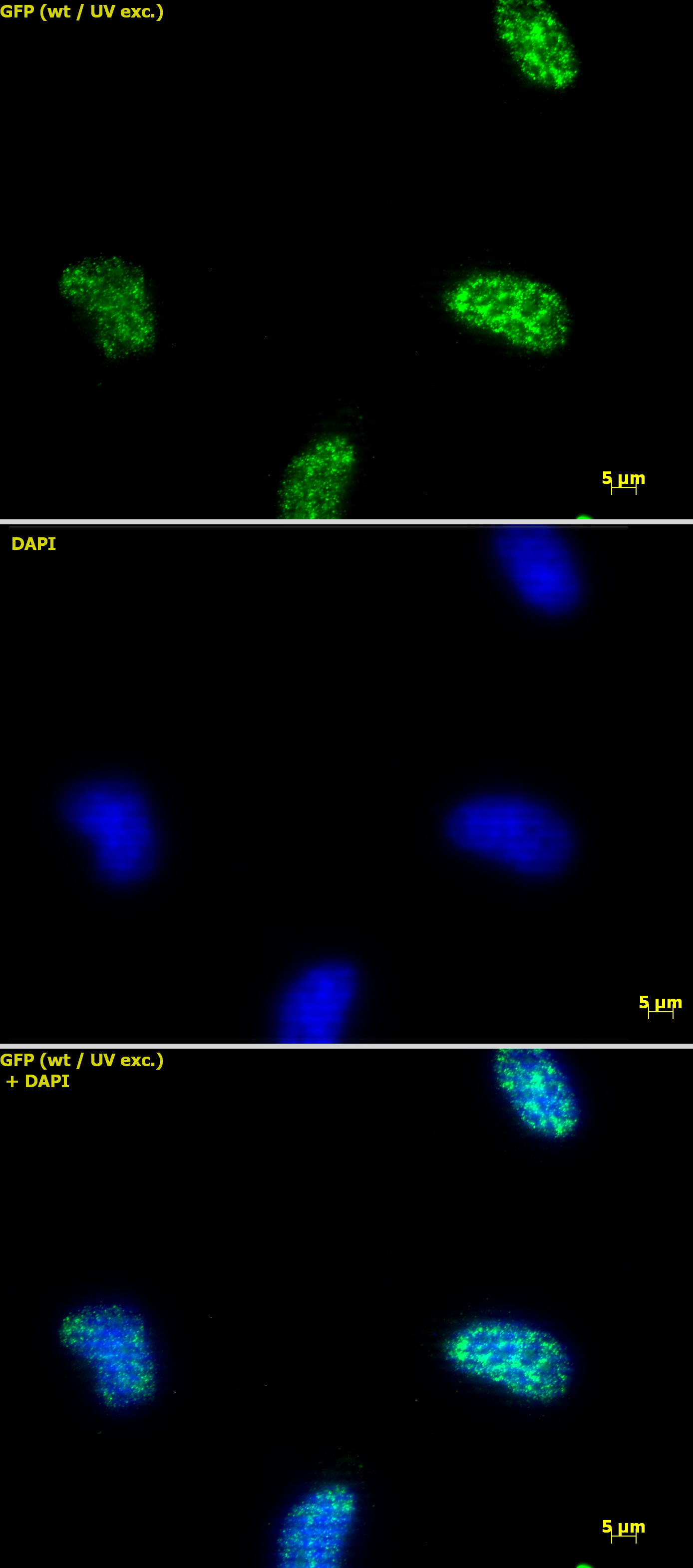 Histone H3K9ac antibody (pAb) tested by immunofluorescence.