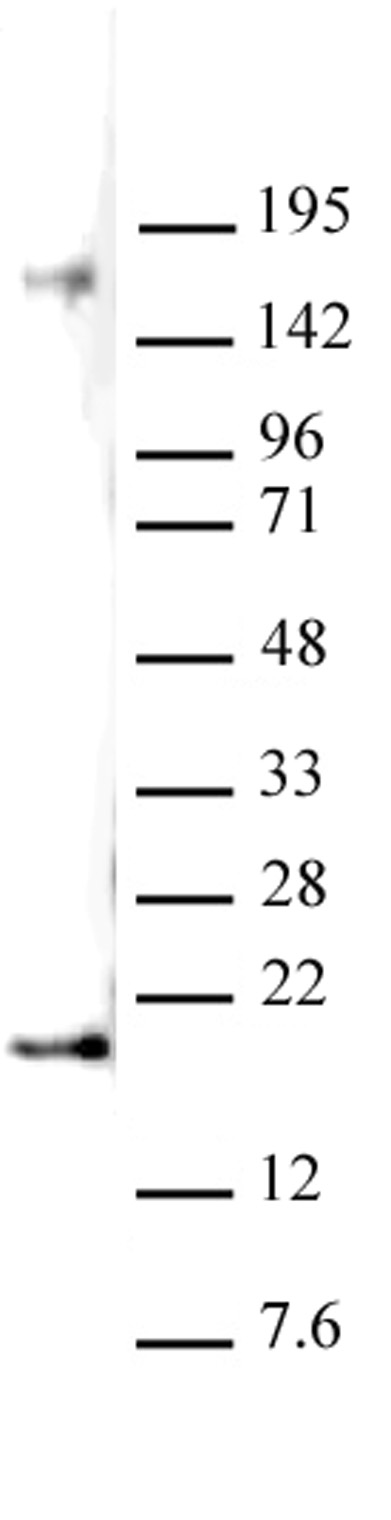 Histone H3K27me2 antibody (pAb) tested by Western blot.