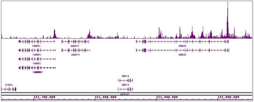 Histone H4ac (pan-acetyl) antibody (pAb) tested by ChIP-Seq.
