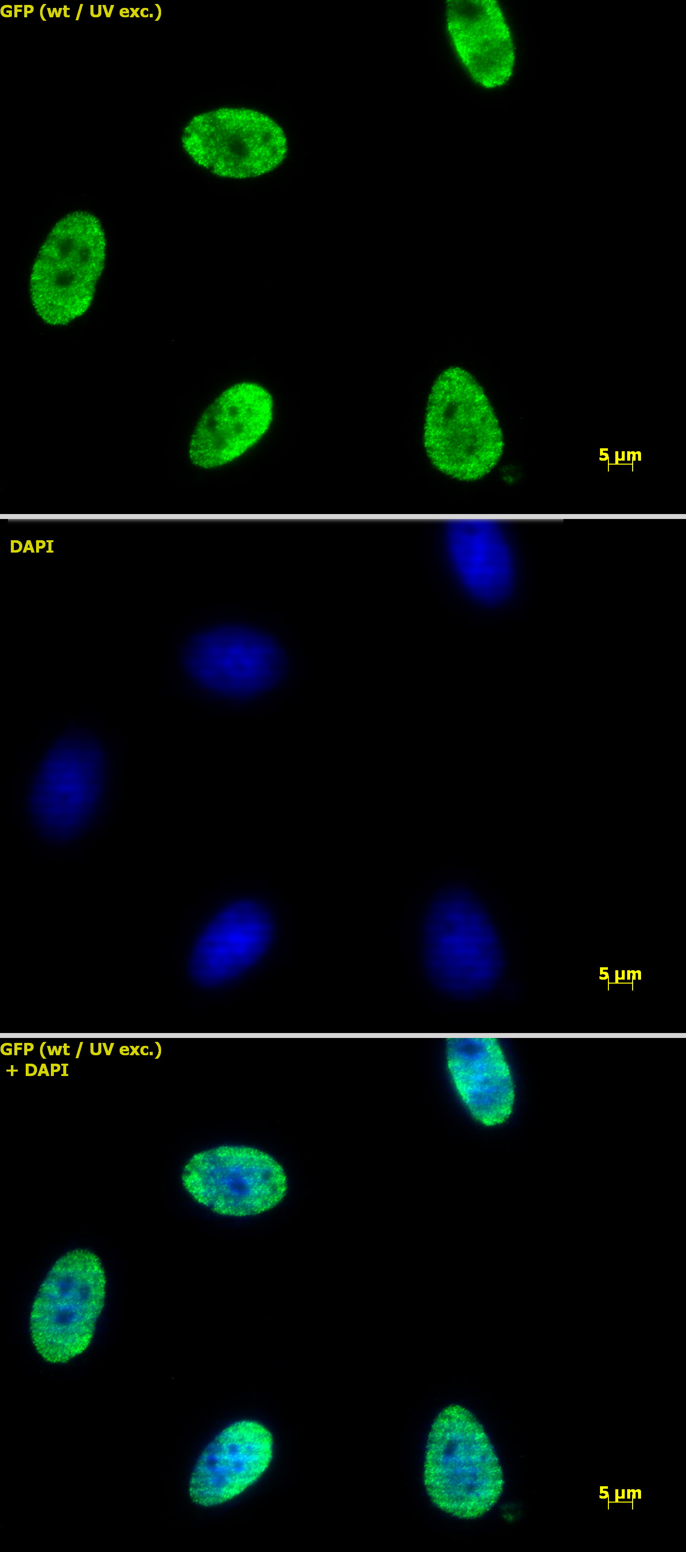 Histone H4K12ac antibody (pAb) tested by immunofluorescence.