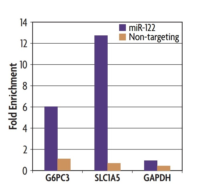 Ago1/2/3 antibody (mAb) tested by immunoprecipitation.