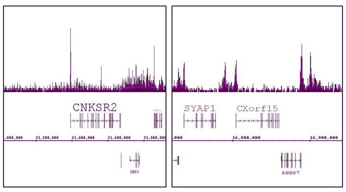 Histone H2A.Z antibody (pAb) tested by ChIP-Seq.