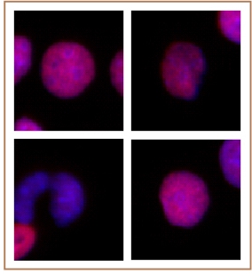 Histone H2A.Z antibody (pAb) tested by immunofluorescence.