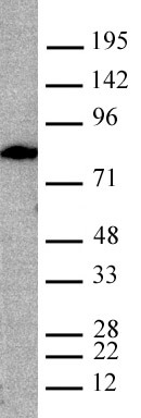 Lamin A, mature antibody (mAb) tested by Western blot.