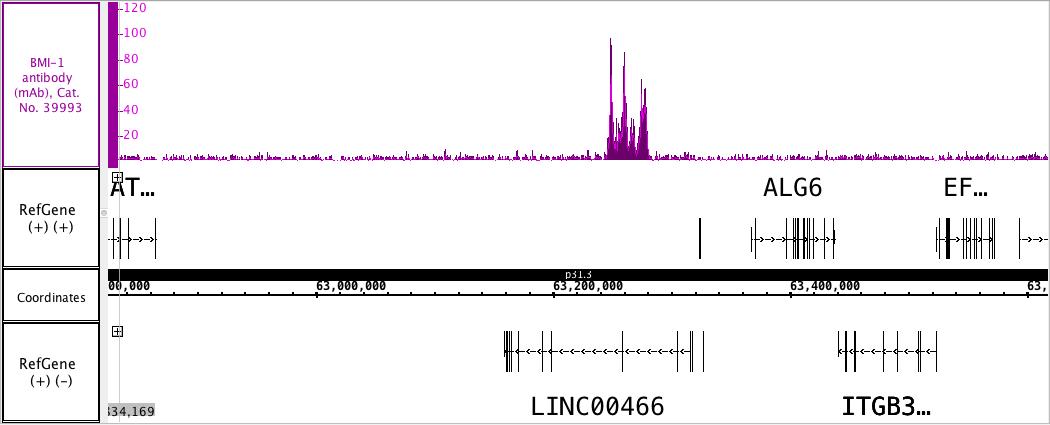 BMI-1 antibody (mAb) tested by ChIP-Seq.