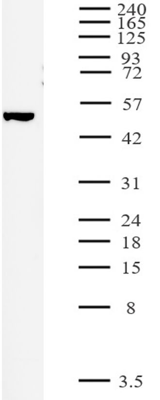 HeLa whole-cell extract