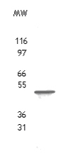 TROY/TAJ antibody (pAb) tested by Western blot.