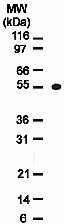 Osteoprotegerin (OPG) antibody (mAb) tested by Western blot.