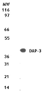DAP-3 antibody (mAb) tested by Western blot.