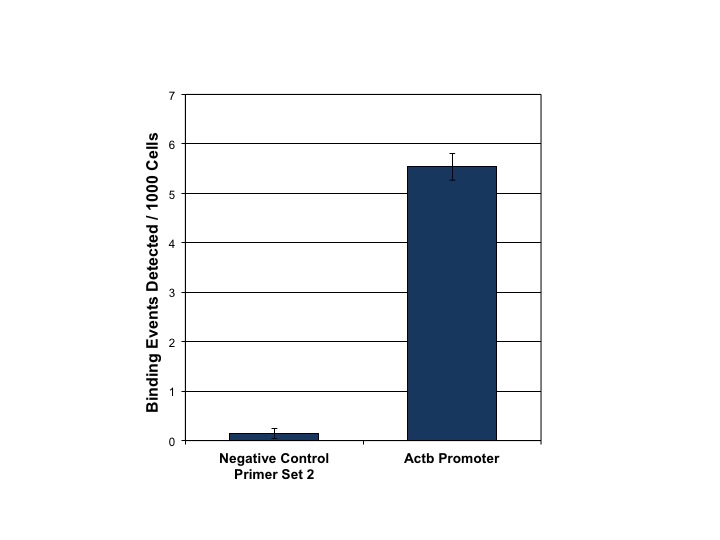 HDAC1 antibody (pAb) tested by ChIP.