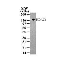 HDAC6 antibody (pAb) tested by Western blot.