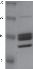 HeLa Core Histones examined by SDS-PAGE.