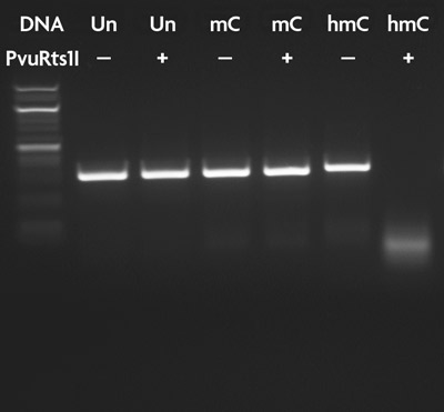 PvuRts1 I restriction enzyme digestion of 5-hmC DNA.