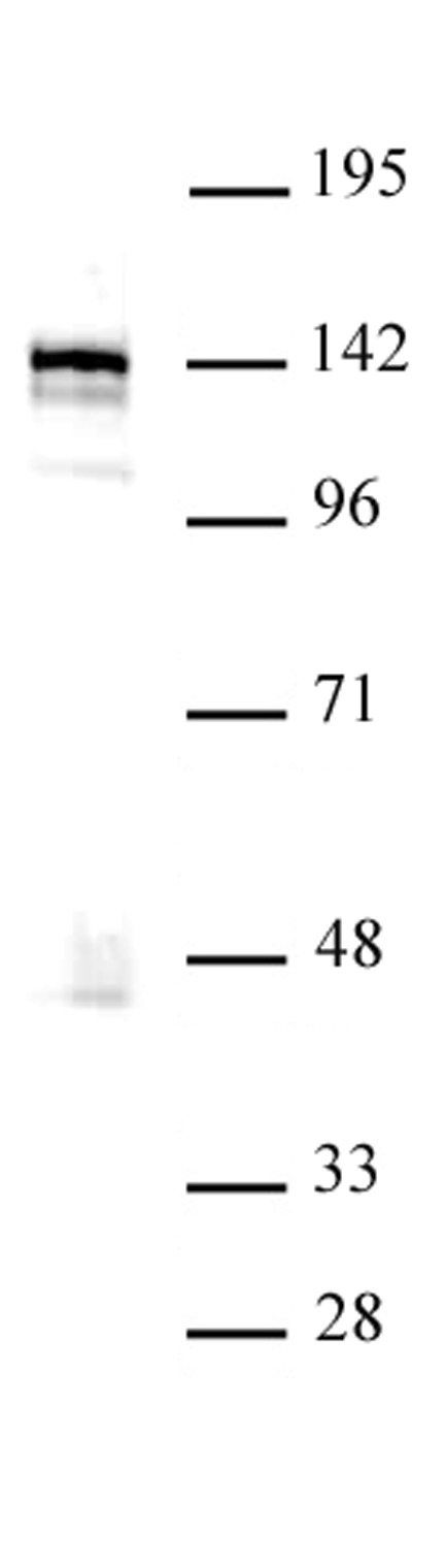 BRD8 / SMAP2 antibody (pAb) tested by Western blot.