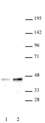 SET8 / PR-SET7 antibody (pAb) tested by Western blot.