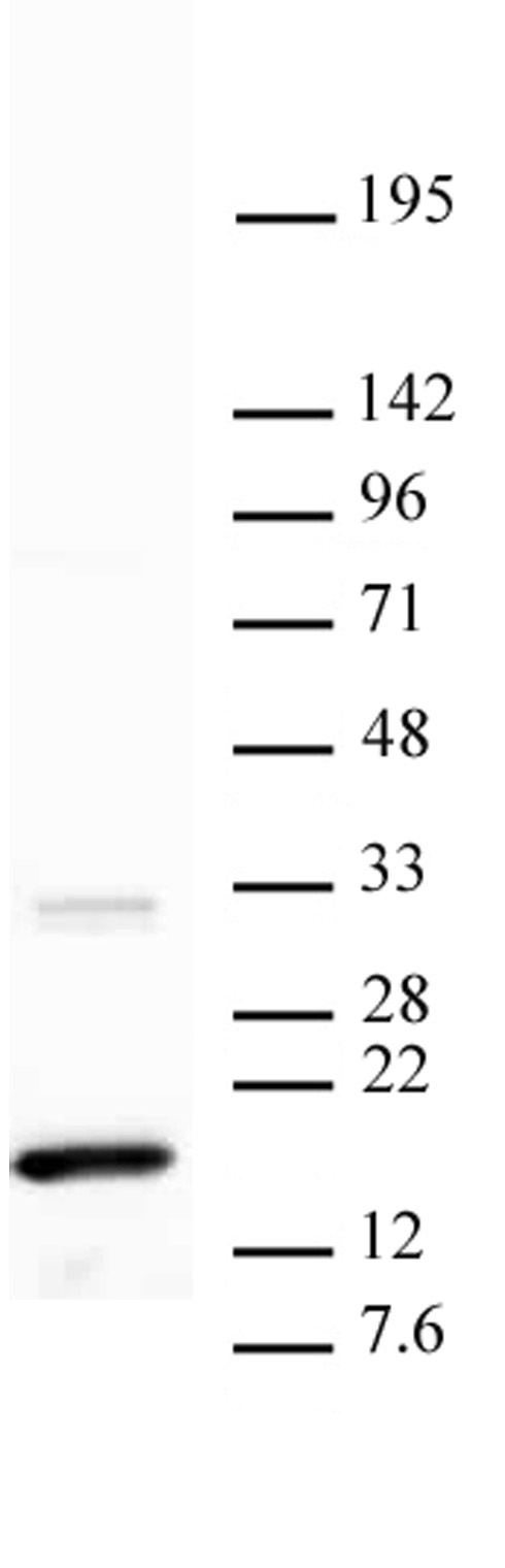 Histone H3K36me3 antibody (mAb) tested by Western blot.