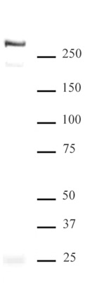 ATRX antibody (pAb) tested by Western blot.