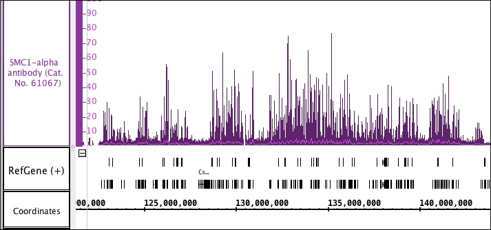 SMC1-α antibody (pAb) tested by ChIP-Seq.