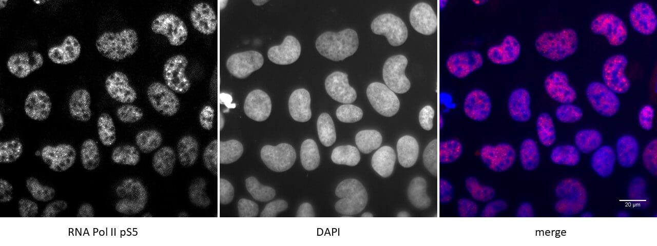 RNA pol II CTD phospho Ser5 antibody (mAb) tested by immunofluorescence.